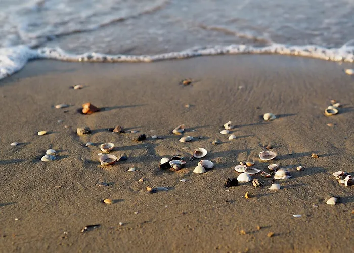 Essential Near The 아파트